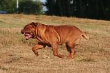 DOGUE DE BORDEAUX 388